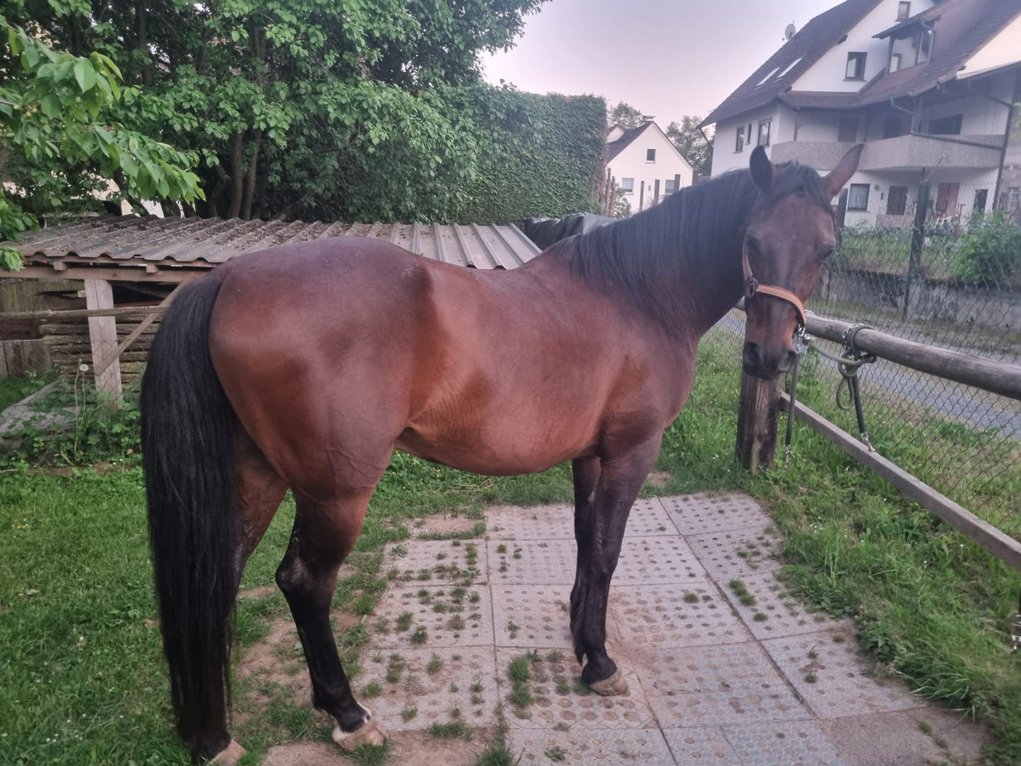 10 jähriger Shagya Araber Wallach